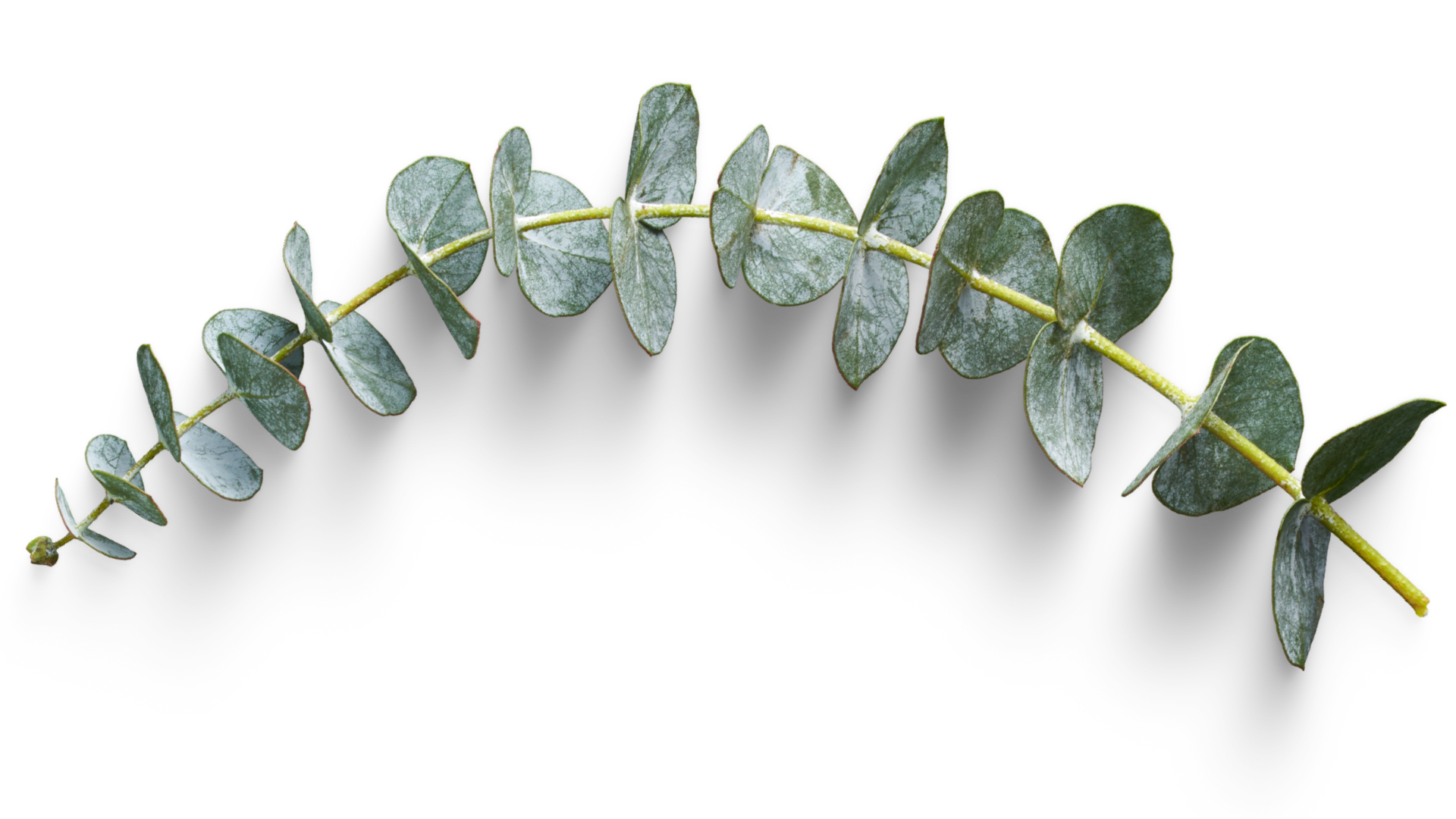 Alt Image